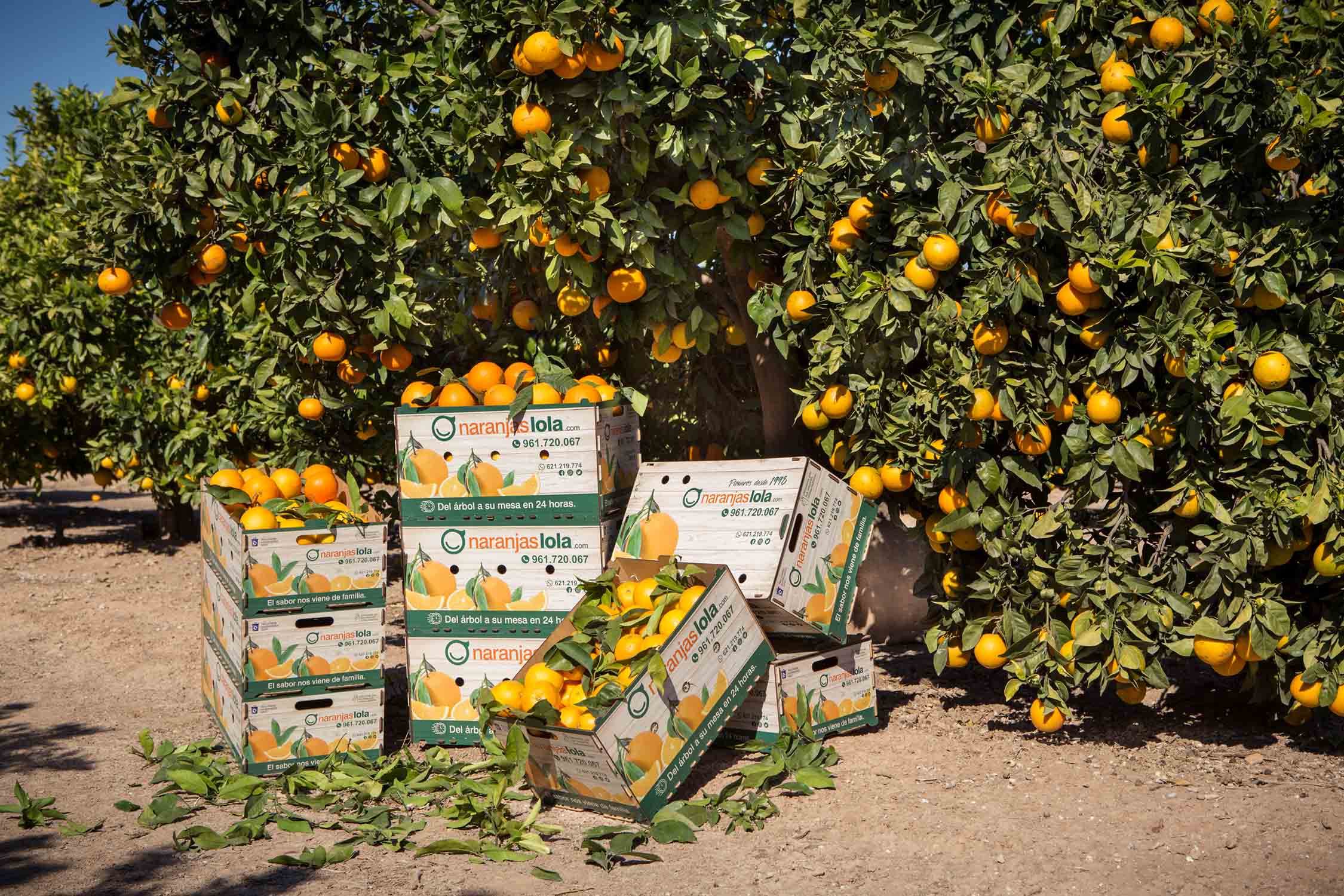 Gastronomia Sostenible Naranjas Vendidas Online Cuando Google Casi Ni Existia