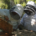 Fotografía de un apicultor Chile FMBBVA
