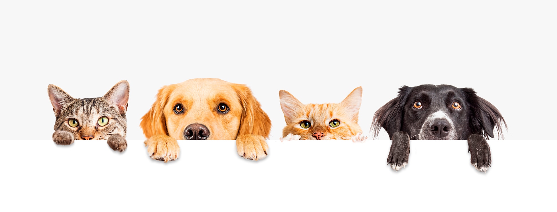 Seguros BBVA México lanza seguros para mascotas perros y gatos Seguros BBVA México lanza seguros para mascotas perros y gatos