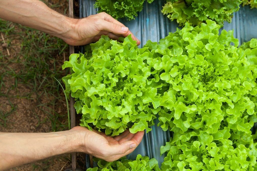 crédito verde altex mx