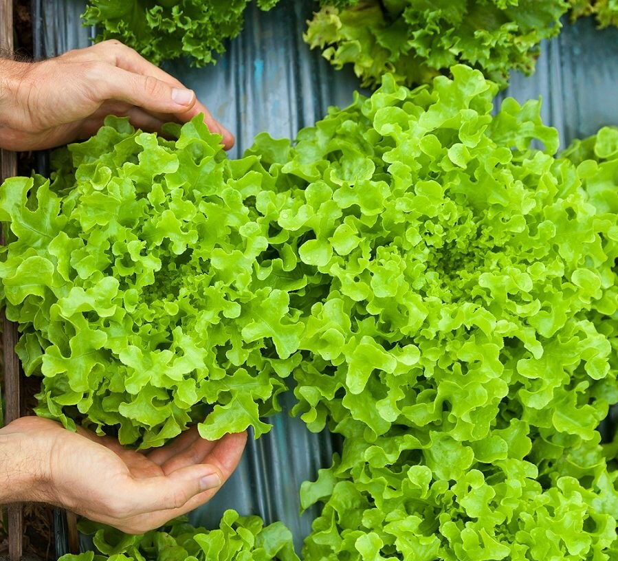 crédito verde altex mx crédito verde altex mx