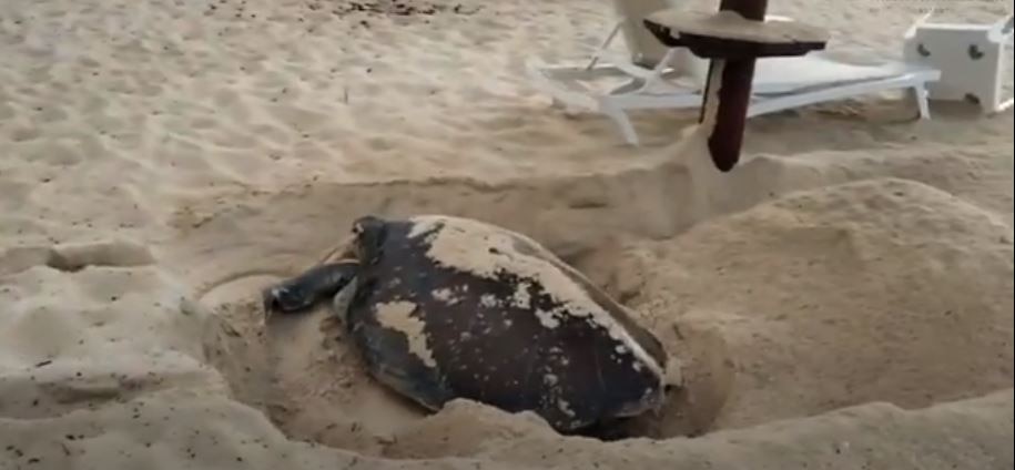 credito verde valentin mex tortuga credito verde valentin mex tortuga