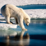 BBVA-efecto-invernadero-apertura-sostenibilidad-oso-cambio-climático-animales-hielo-glaciar-naturaliza-cuidado-planeta