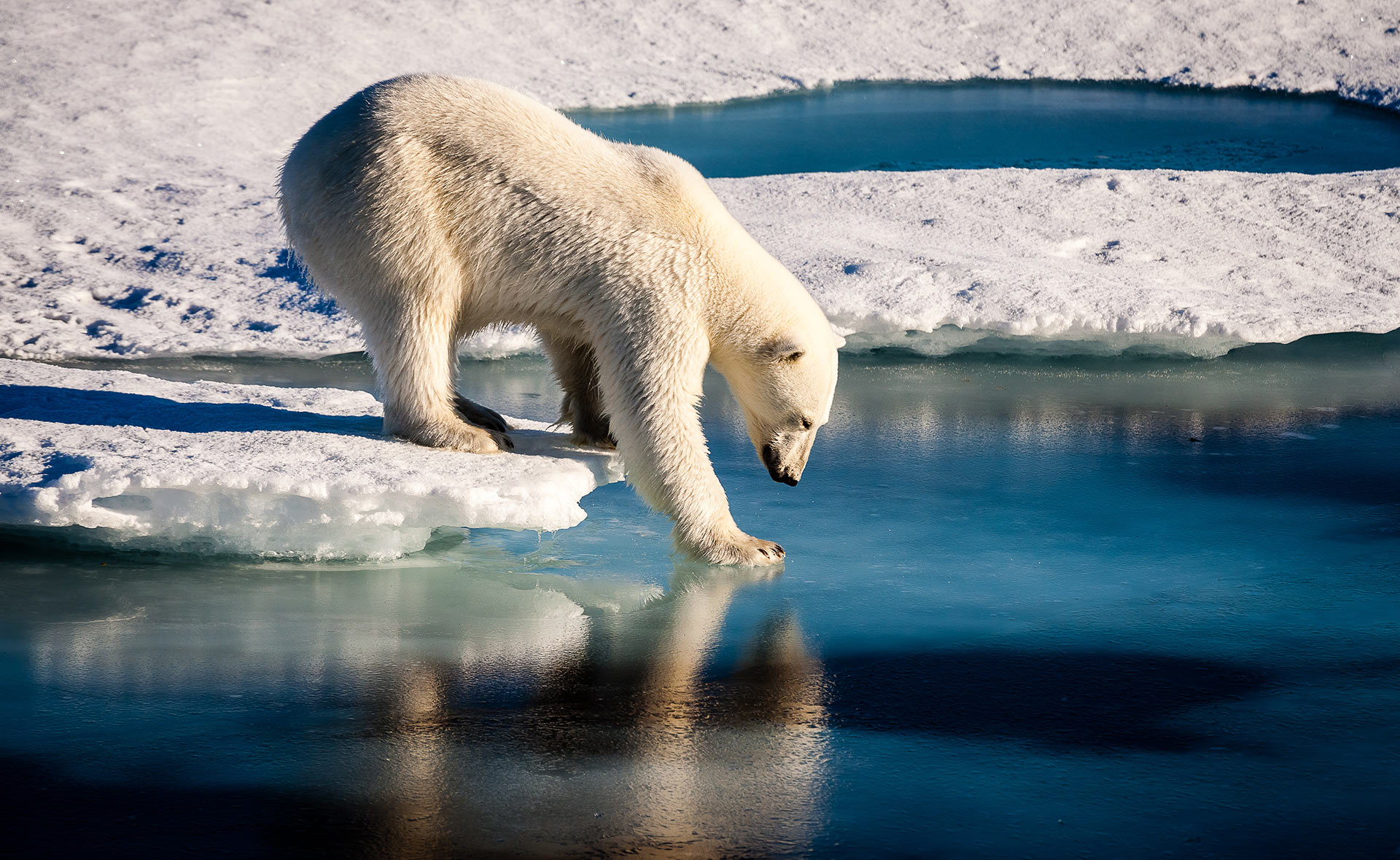 BBVA-efecto-invernadero-apertura-sostenibilidad-oso-cambio-climático-animales-hielo-glaciar-naturaliza-cuidado-planeta