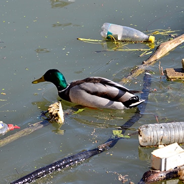 BBVA-escasez-agua-río-animales-naturaleza-patos-contaminación-plástico-protección-planeta