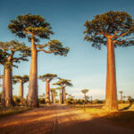 BBVA-plantas-peligro-extincion-arbol-baobab