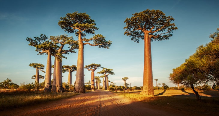 BBVA-plantas-peligro-extincion-arbol-baobab BBVA-plantas-peligro-extincion-arbol-baobab