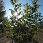 Nogales en los campos de cultivo de Nueces Gundín - Gastronomía Sostenible de BBVA y El Celler de Can Roca