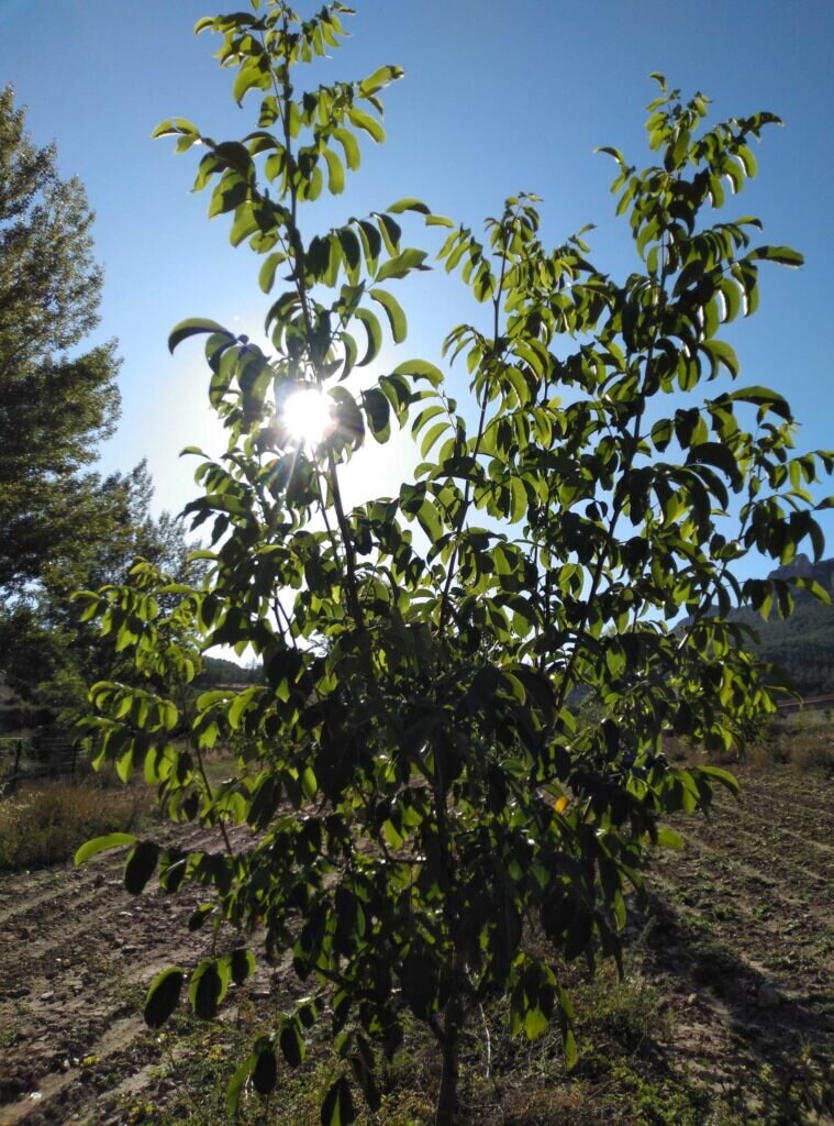 Nogales en los campos de cultivo de Nueces Gundín - Gastronomía Sostenible de BBVA y El Celler de Can Roca Nogales en los campos de cultivo de Nueces Gundín - Gastronomía Sostenible de BBVA y El Celler de Can Roca