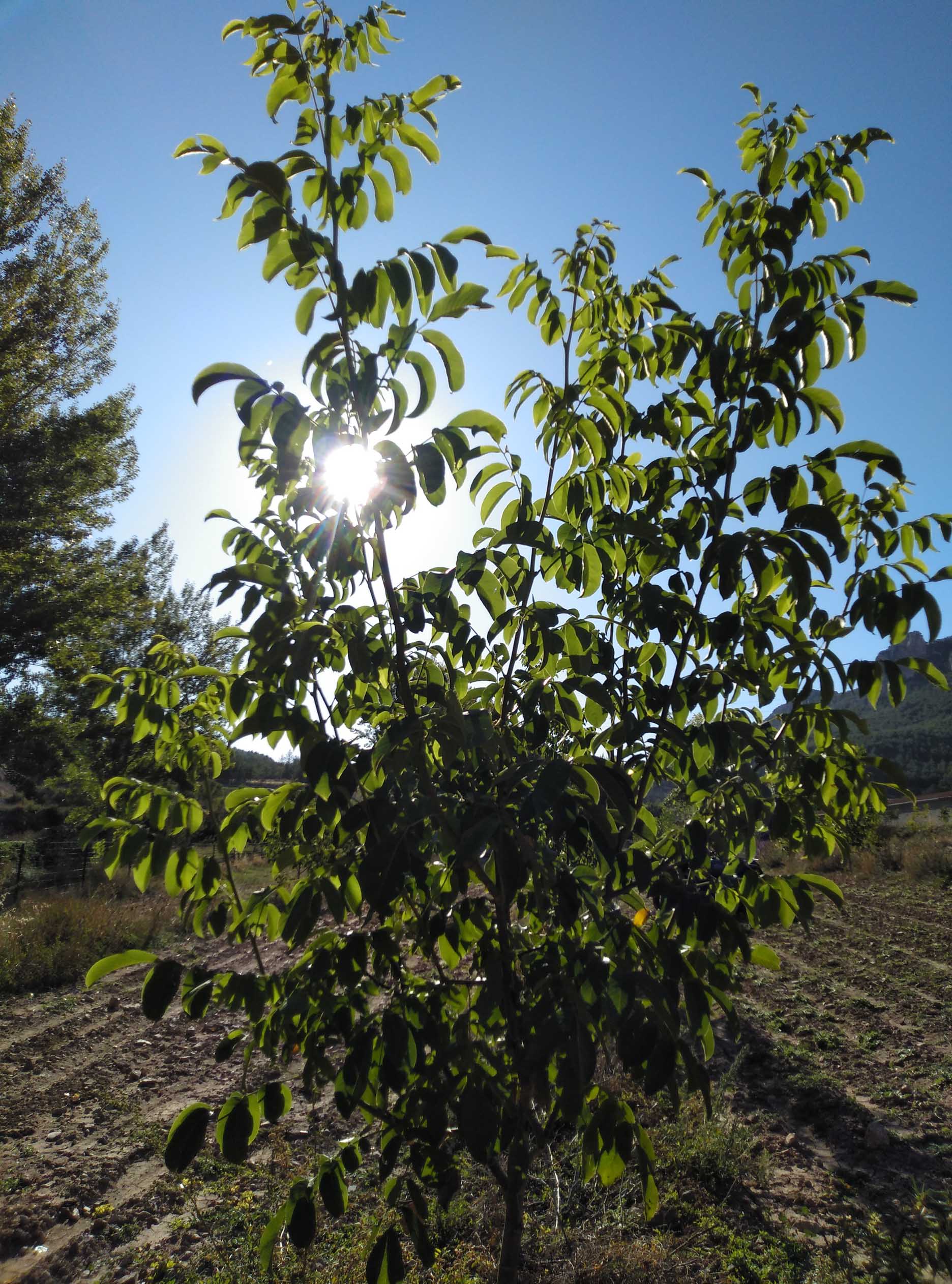 Nogales en los campos de cultivo de Nueces Gundín - Gastronomía Sostenible de BBVA y El Celler de Can Roca Nogales en los campos de cultivo de Nueces Gundín - Gastronomía Sostenible de BBVA y El Celler de Can Roca