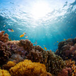 biodiversidad_apertura-mar-peces-especie-marinas-oceano