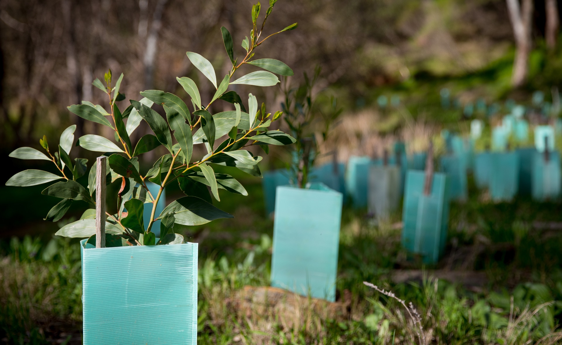 biodiversidad_plantas-plantación-vegetación-vida-tierra-sostenibilidad-campos-naturaleza biodiversidad_plantas-plantación-vegetación-vida-tierra-sostenibilidad-campos-naturaleza