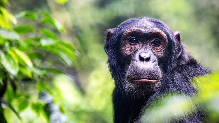 Según Naciones Unidas, de las 8.300 razas de animales conocidas, el 8% están extintas y el 22% está en peligro de extinción. 12 animales en peligro de extinción