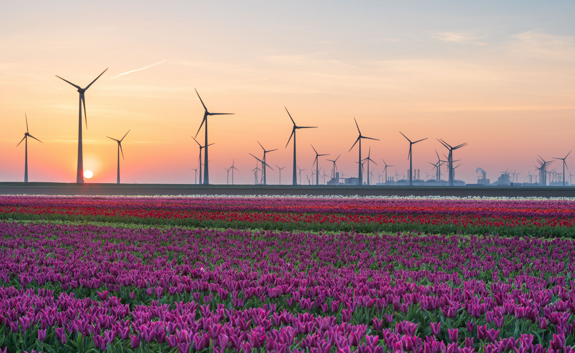 desarrollo_sostenible_1-ods-molinos-energia-medioambiente-cuidado-planeta-primavera desarrollo_sostenible_1-ods-molinos-energia-medioambiente-cuidado-planeta