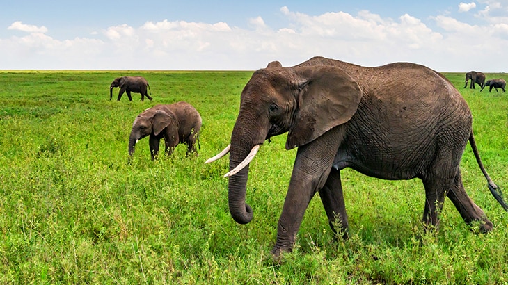 Según Naciones Unidas, de las 8.300 razas de animales conocidas, el 8% están extintas y el 22% está en peligro de extinción. 12 animales en peligro de extinción