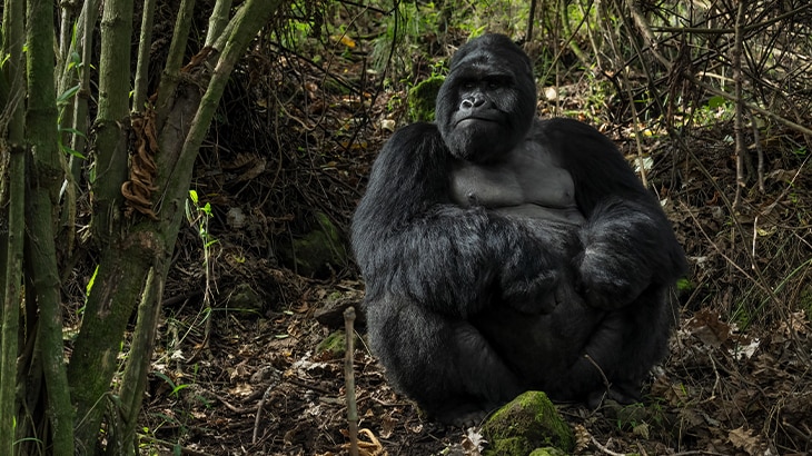 Según Naciones Unidas, de las 8.300 razas de animales conocidas, el 8% están extintas y el 22% está en peligro de extinción. 12 animales en peligro de extinción