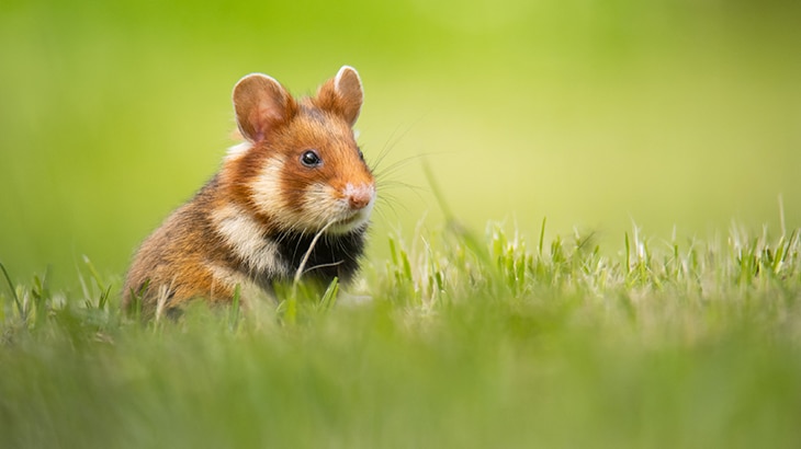 Según Naciones Unidas, de las 8.300 razas de animales conocidas, el 8% están extintas y el 22% está en peligro de extinción. 12 animales en peligro de extinción