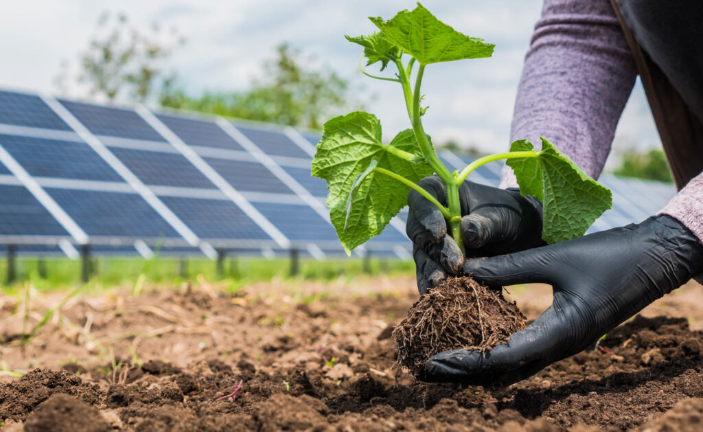 Conoce cómo es posible crear un huerto con energía solar
