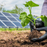 huerto-solar-creación-sostenibilidad-plantas-energia-sol-plantación-bbva