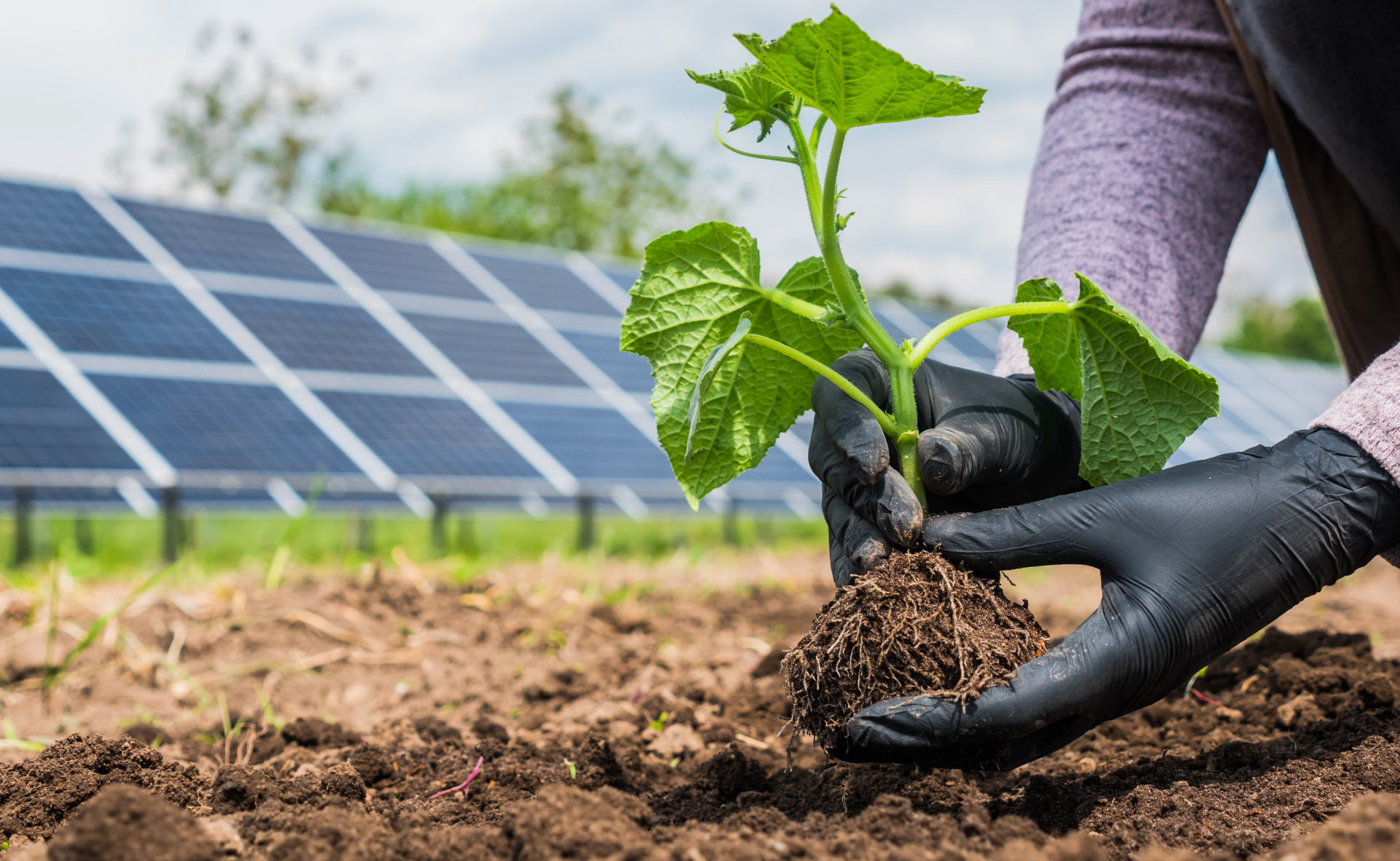 huerto-solar-creación-sostenibilidad-plantas-energia-sol-plantación-bbva
