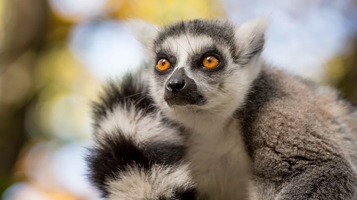 Según Naciones Unidas, de las 8.300 razas de animales conocidas, el 8% están extintas y el 22% está en peligro de extinción. 12 animales en peligro de extinción