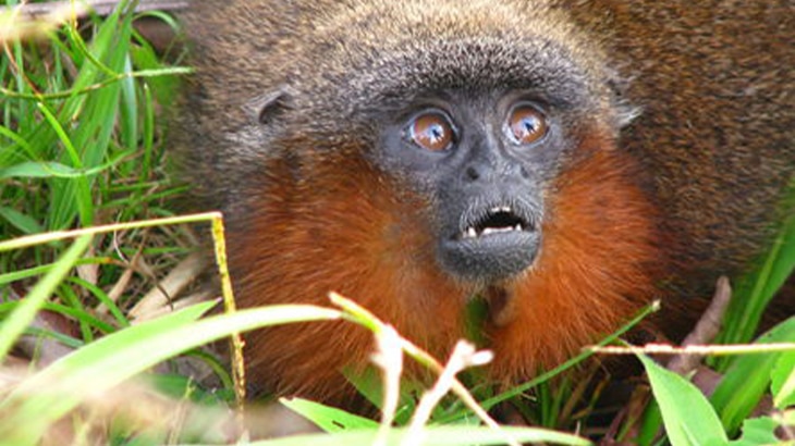 Según Naciones Unidas, de las 8.300 razas de animales conocidas, el 8% están extintas y el 22% está en peligro de extinción. 12 animales en peligro de extinción