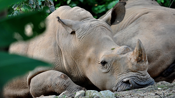 Según Naciones Unidas, de las 8.300 razas de animales conocidas, el 8% están extintas y el 22% está en peligro de extinción. 12 animales en peligro de extinción