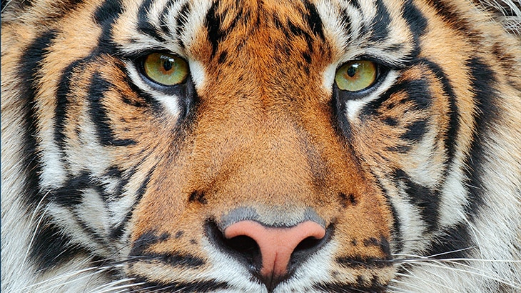 Según Naciones Unidas, de las 8.300 razas de animales conocidas, el 8% están extintas y el 22% está en peligro de extinción.