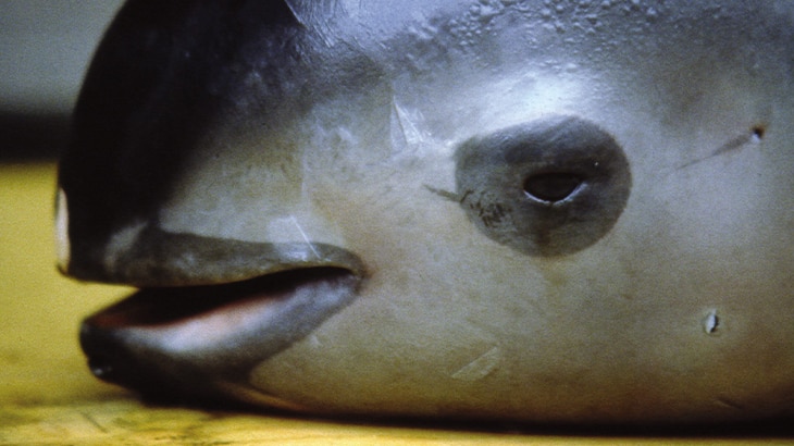 Según Naciones Unidas, de las 8.300 razas de animales conocidas, el 8% están extintas y el 22% está en peligro de extinción. 12 animales en peligro de extinción