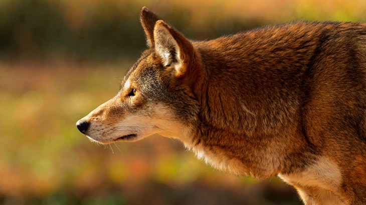 Según Naciones Unidas, de las 8.300 razas de animales conocidas, el 8% están extintas y el 22% está en peligro de extinción. 12 animales en peligro de extinción