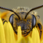 BBVA-abejas-microplasticos-animales-medioambiente-cuidado-planeta-naturaleza-