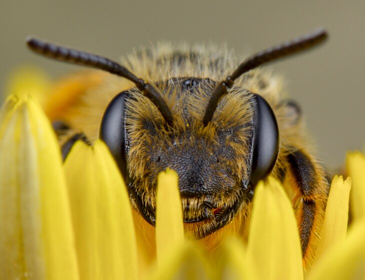 BBVA-abejas-microplasticos-animales-medioambiente-cuidado-planeta-naturaleza-