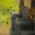 BBVA-abejas-microplasticos-animales-sostenibilidad-contaminacion-cuidado-medioambiente-miel-