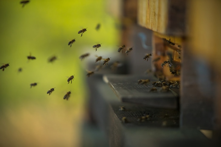 BBVA-abejas-microplasticos-animales-sostenibilidad-contaminacion-cuidado-medioambiente-miel-