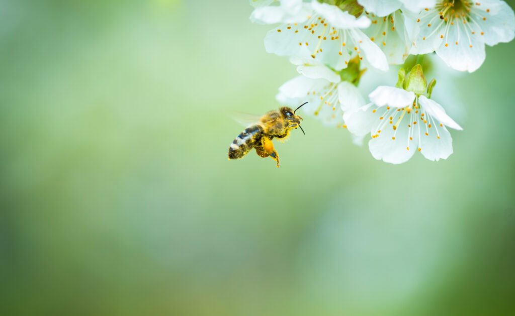 BBVA-abejas-microplasticos-animales-sostenibilidad-contaminacion-vegetacion-floracion-alimento BBVA-abejas-microplasticos-animales-sostenibilidad-contaminacion-vegetacion-floracion-alimento