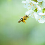 BBVA-abejas-microplasticos-animales-sostenibilidad-contaminacion-vegetacion-floracion-alimento