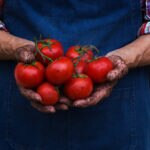 BBVA-agricultura-ecologica-apertura-tomates-alimento-sostenible