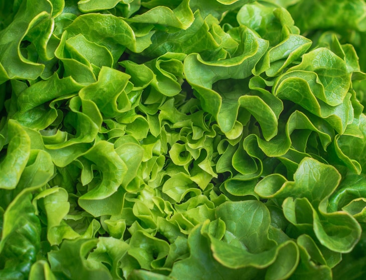 BBVA-agricultura-ecologica-int-2-lechuga-alimento-sostenibilidad- BBVA-agricultura-ecologica-int-2-lechuga-alimento-sostenibilidad-