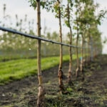 BBVA-naturaleza-arboles-agricultura-sostenible-campo-tierra-sector-agrario-medidas