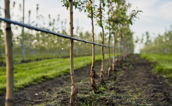 BBVA-nature-trees-sustainable-agriculture-sustainable-field-land-agricultural-sector-measures
