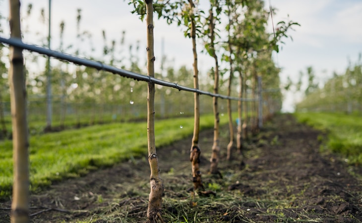 BBVA-naturaleza-arboles-agricultura-sostenible-campo-tierra-sector-agrario-medidas