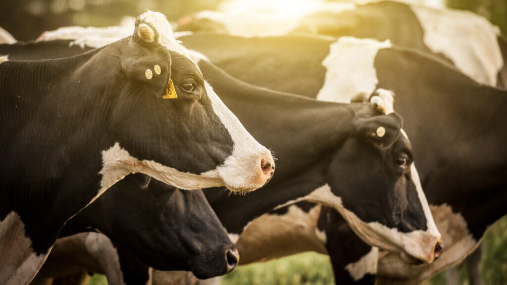 ganaderia-animales-intensiva-sostenible-alimentacion-sector-ganadero-vaca- ganaderia-animales-intensiva-sostenible-alimentacion-sector-ganadero-vaca-