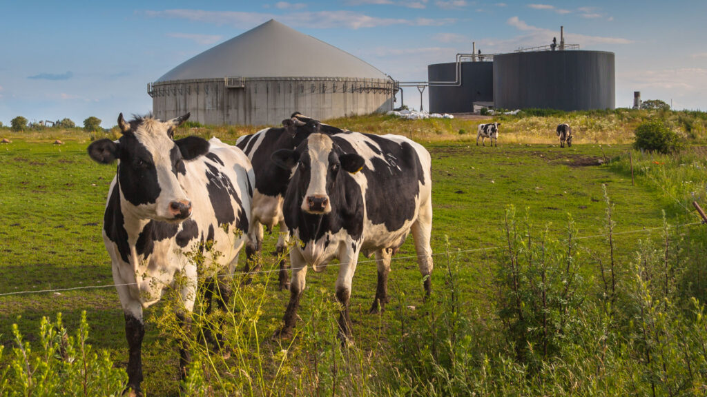 ganaderia_interior-vacas-animales-sostenibilidad-granja-alimentos-leche