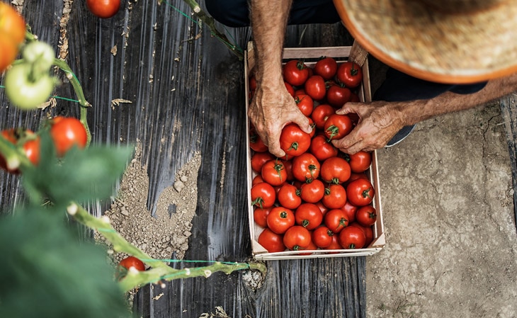 BBVA-comida-tomates-proximidad-productos-saludables-verduras-frutas-alimentacion BBVA-comida-tomates-proximidad-productos-saludables-verduras-frutas-alimentacion