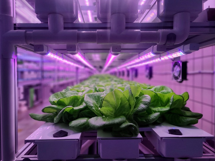 BBVA-huertos-hidropónicos-alimentos-renovable-campo-sostenibilidad-hortalizas-gastronomia