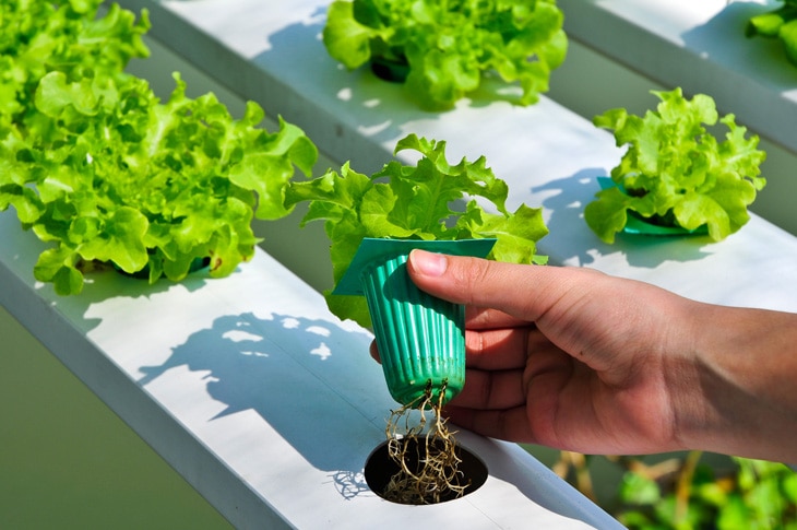 BBVA-huertos-hidropónicos-sostenibilidad-creacion-alimentos-propios-campo-