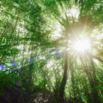 BBVA-pacto-verde-europa-leyes-sostenibilidad-progreso-cuidado-planeta-renovable-proteccion-campo BBVA-pacto-verde-europa-leyes-sostenibilidad-progreso-cuidado-planeta-renovable-proteccion-campo