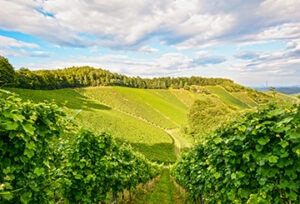 Francia-naturaleza-campo-vegetacion-medioambiente-pais-energia-limpia-verde-sostenible