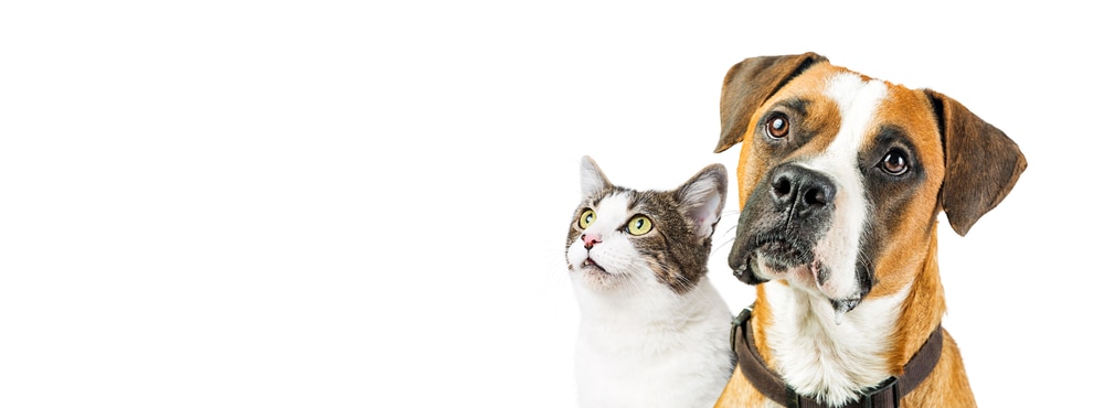 Perros y gatos seguros Perros y gatos seguros