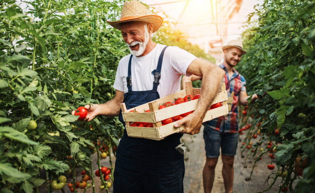 agricultores-familiares-alimentos-sostenibilidad-pequeñas-empresas-cuidado-agricultura-verduras- agricultores-familiares-alimentos-sostenibilidad-pequeñas-empresas-cuidado-agricultura-verduras-